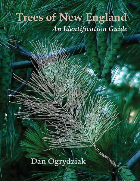 Trees of New England: An Identification Guide