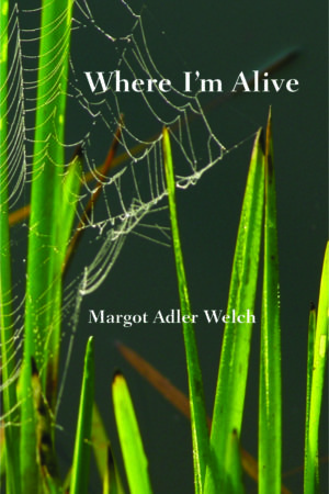 front cover, spider web in tall grass